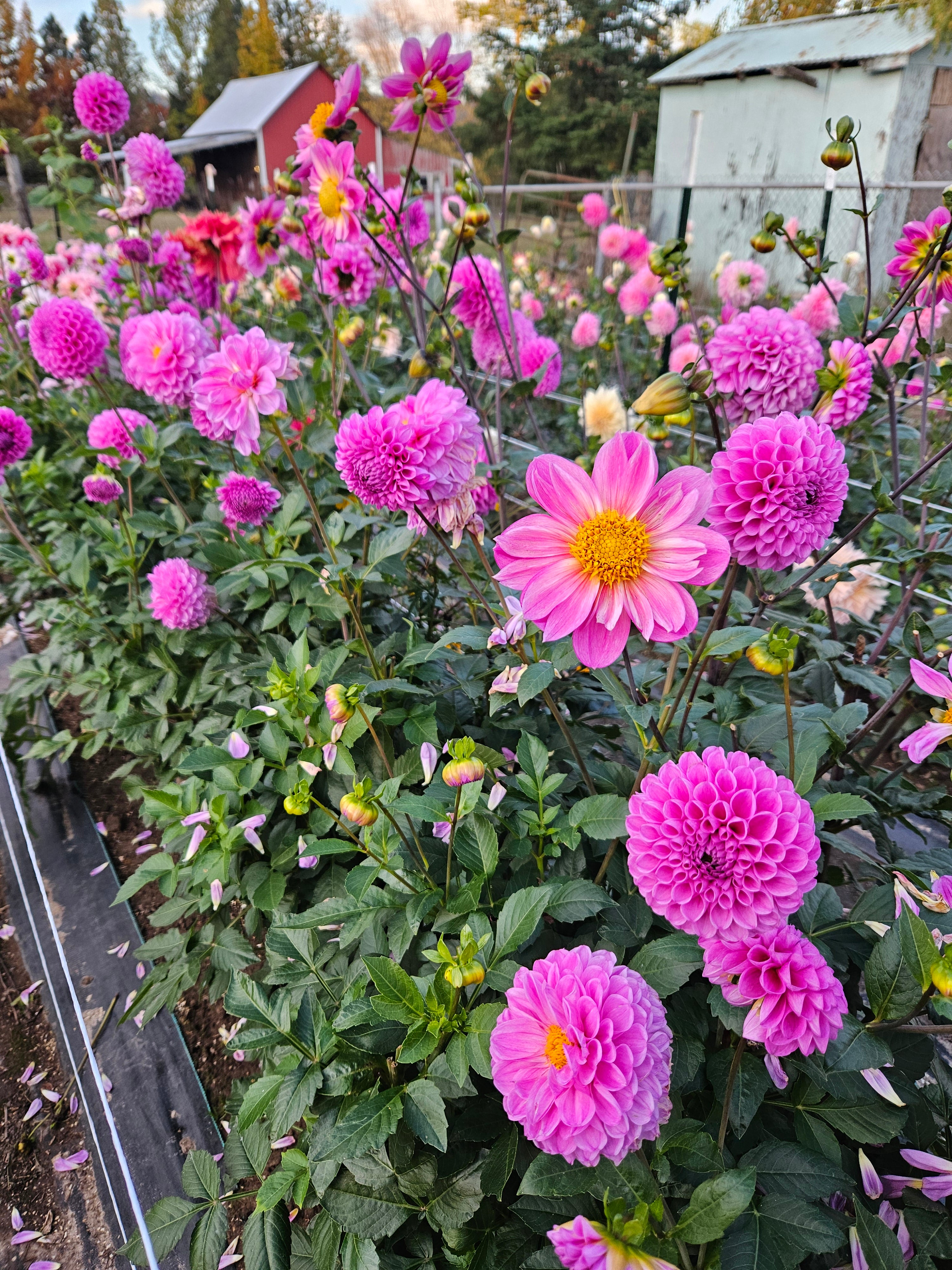 20th Ave Morning Mist – Navetta Farm and Floral