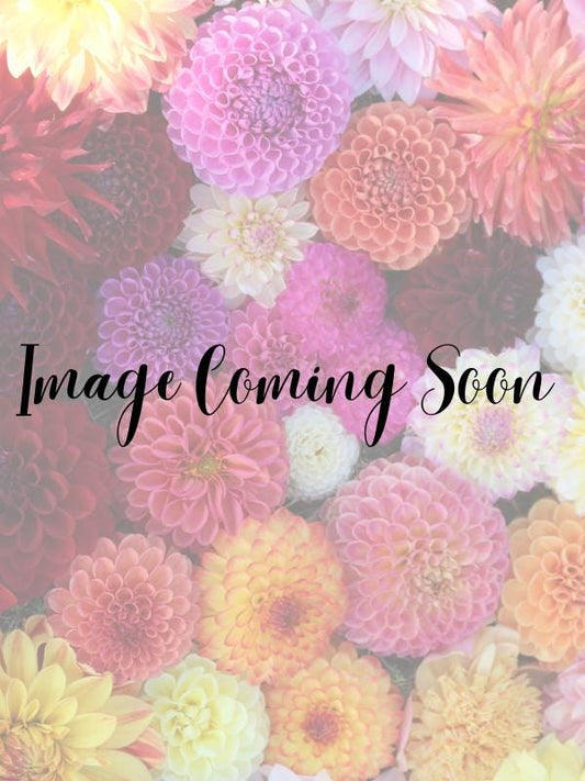 Glorie Van Noordwijk