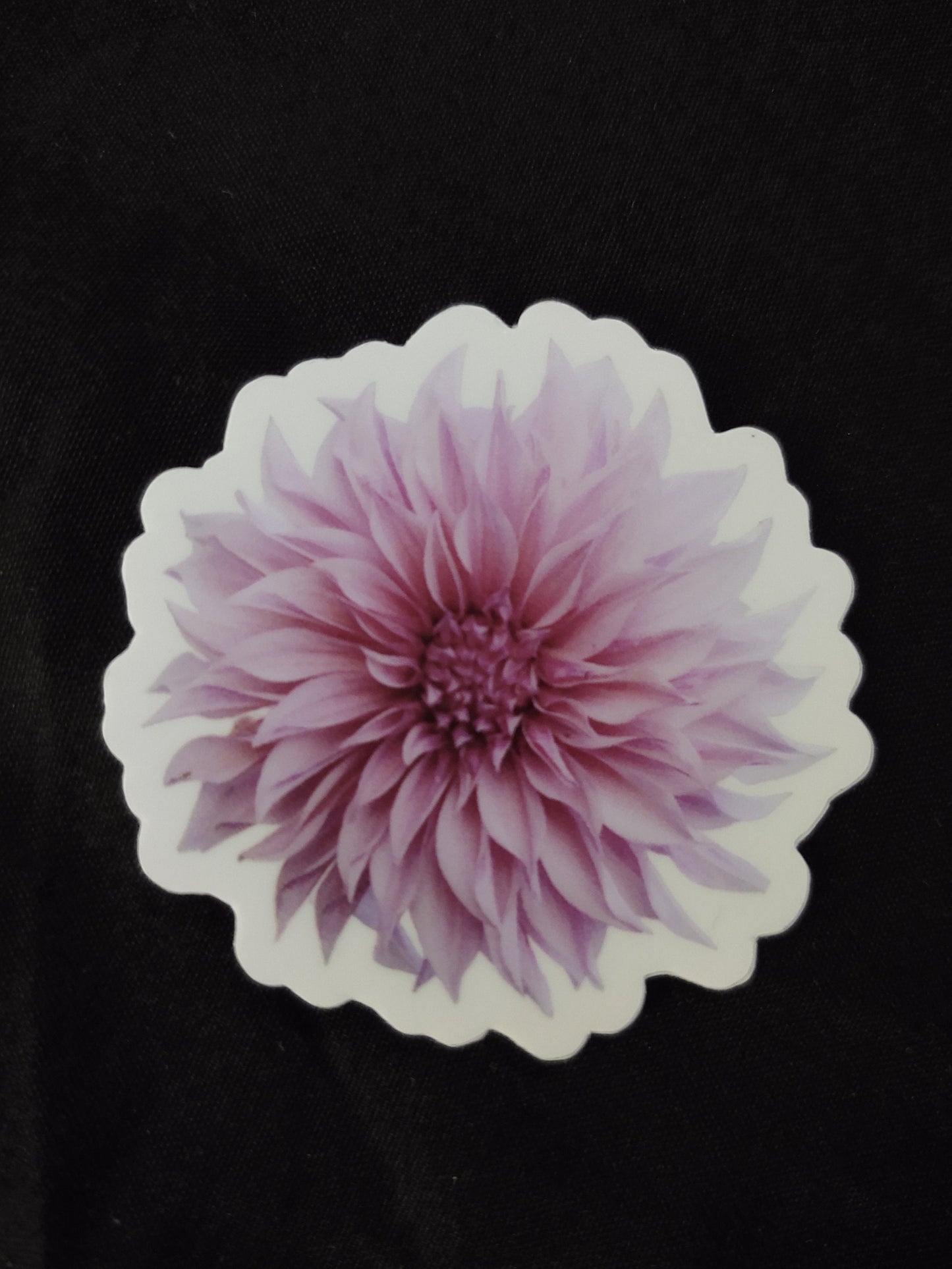 Cafe Au Lait Dahlia 2'' Vinyl Sticker