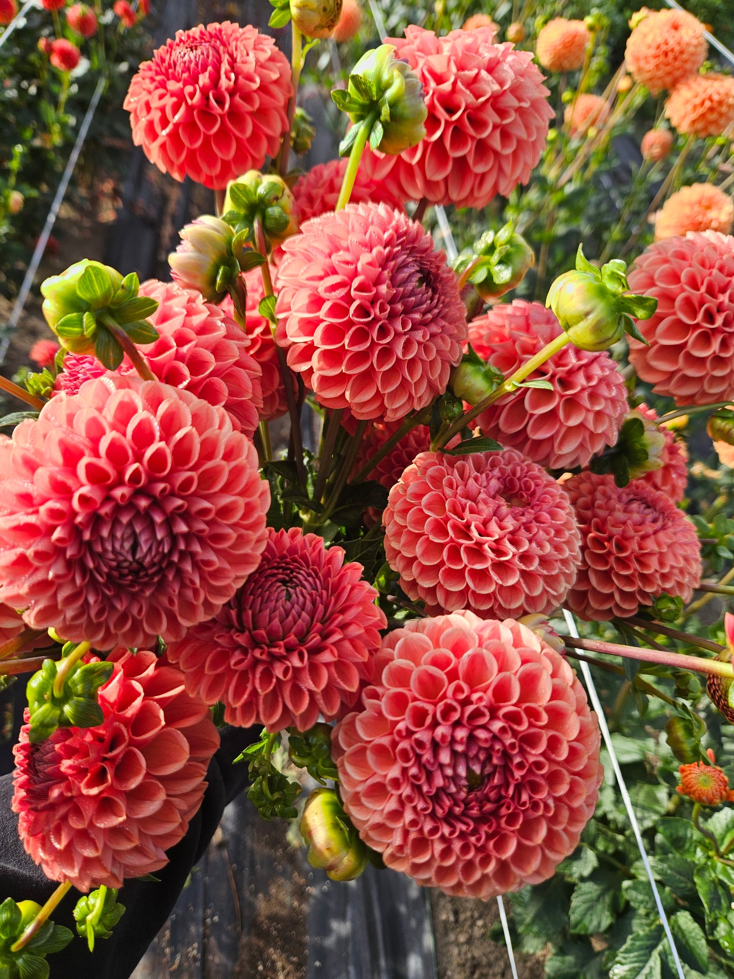 Cornel Bronze- Bulk 10 pack