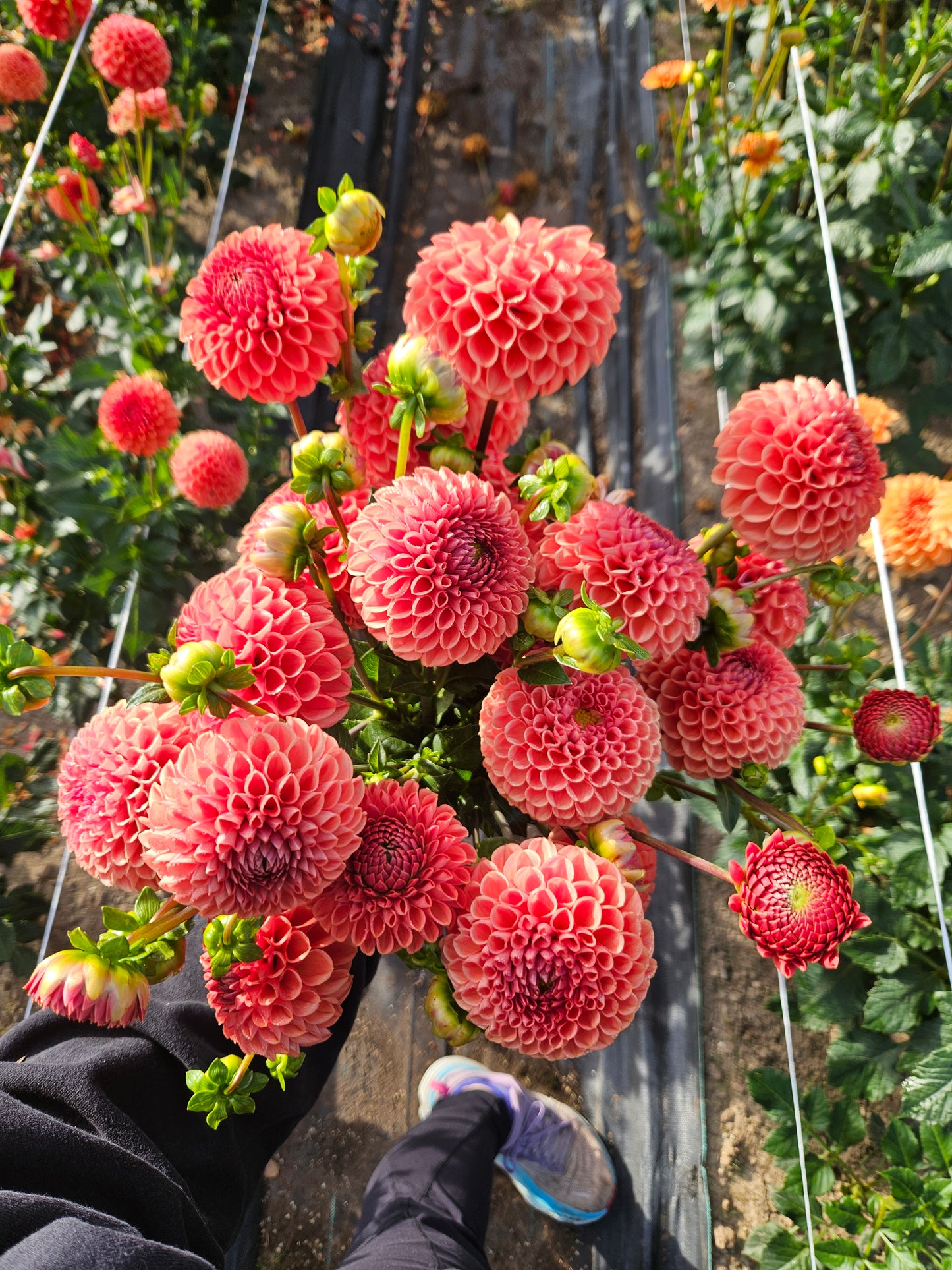 Cornel Bronze- Bulk 10 pack