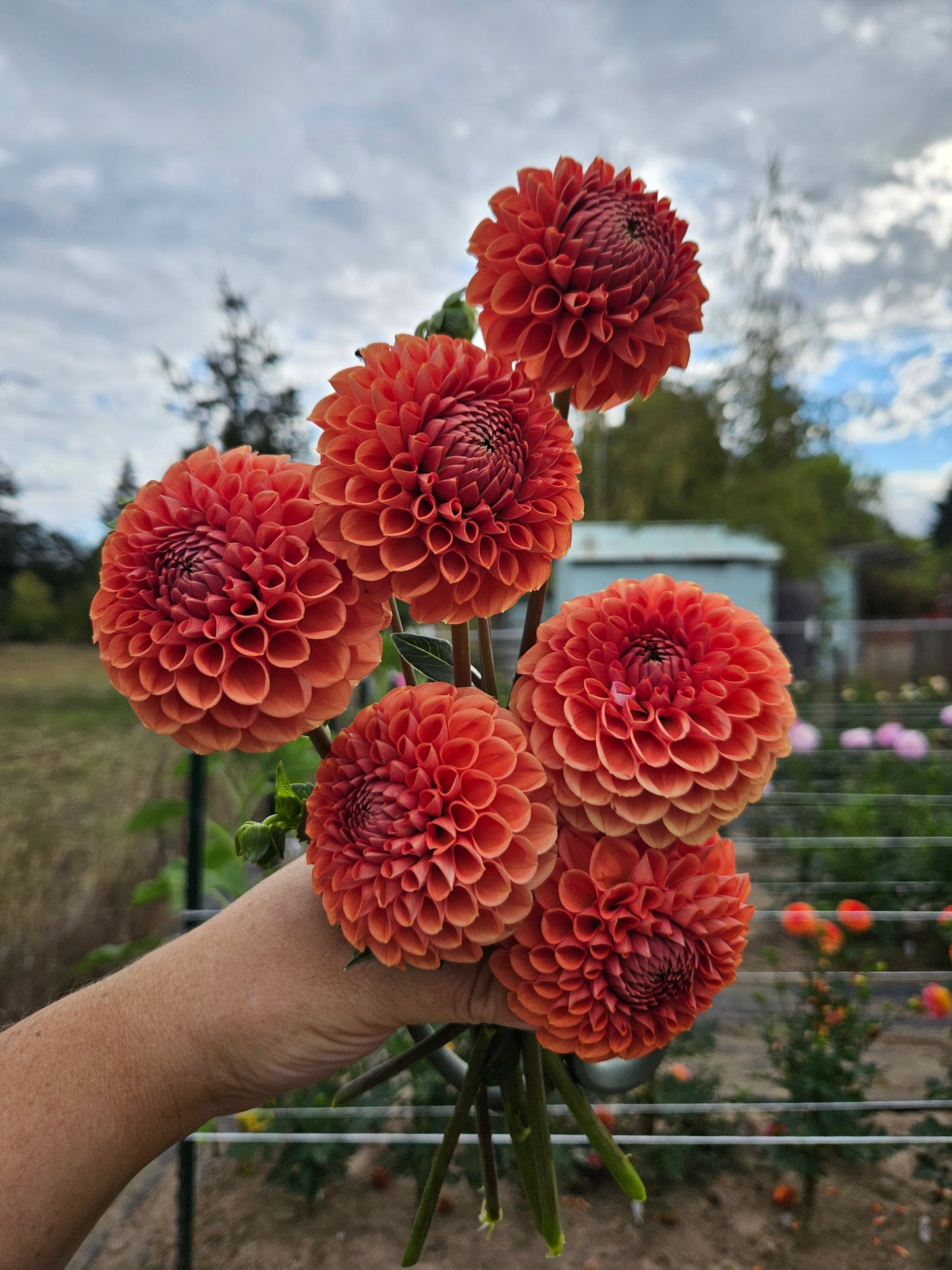 Cornel Bronze- Bulk 10 pack