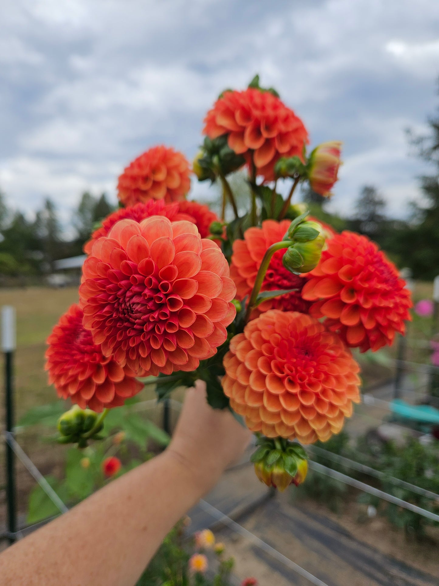 Cornel Bronze- Bulk 10 pack