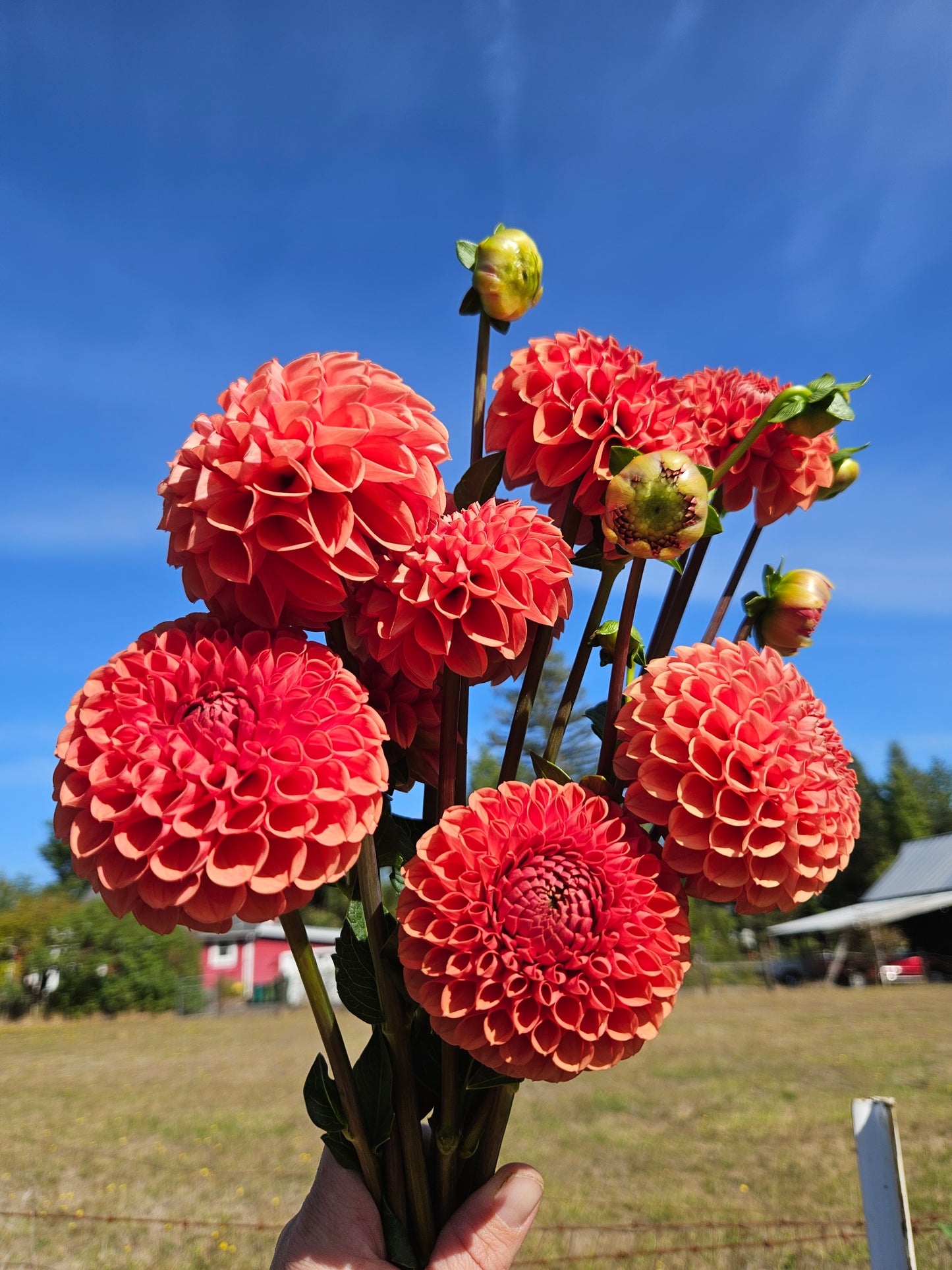 Cornel Bronze- Bulk 10 pack