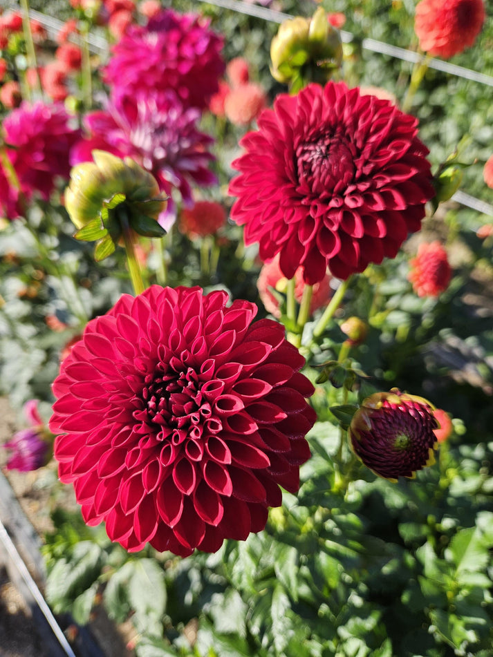 Sheval Megan – Navetta Farm and Floral